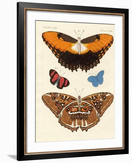 Beautiful Foreign Butterflies-null-Framed Giclee Print