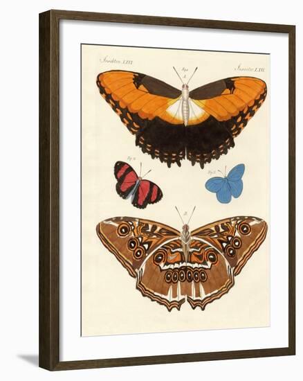 Beautiful Foreign Butterflies-null-Framed Giclee Print