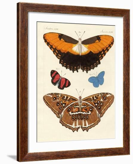 Beautiful Foreign Butterflies-null-Framed Giclee Print