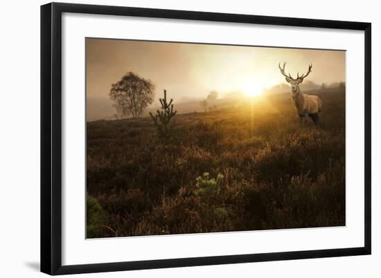 Beautiful Forest Landscape Of Foggy Sunrise In Forest With Red Deer Stag-Veneratio-Framed Art Print