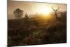 Beautiful Forest Landscape Of Foggy Sunrise In Forest With Red Deer Stag-Veneratio-Mounted Art Print