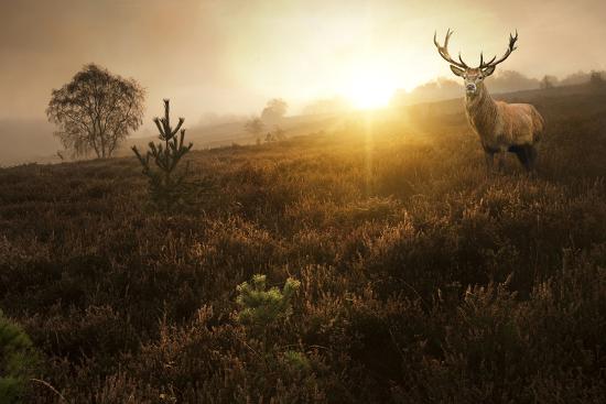 Beautiful Forest Landscape Of Foggy Sunrise In Forest With Red Deer Stag Photographic Print Matt Gibson Art Com