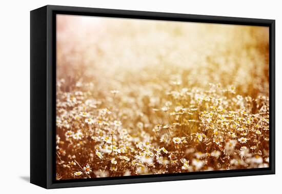 Beautiful Fresh Chamomile Meadow in Warm Sunset Light-Anna Omelchenko-Framed Premier Image Canvas