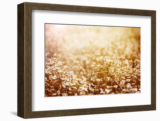 Beautiful Fresh Chamomile Meadow in Warm Sunset Light-Anna Omelchenko-Framed Photographic Print