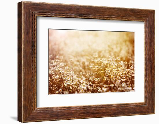 Beautiful Fresh Chamomile Meadow in Warm Sunset Light-Anna Omelchenko-Framed Photographic Print