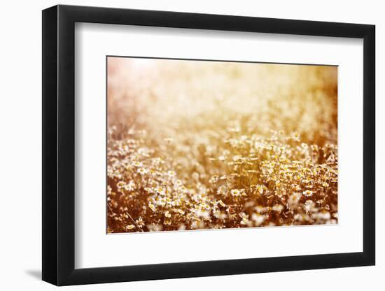 Beautiful Fresh Chamomile Meadow in Warm Sunset Light-Anna Omelchenko-Framed Photographic Print