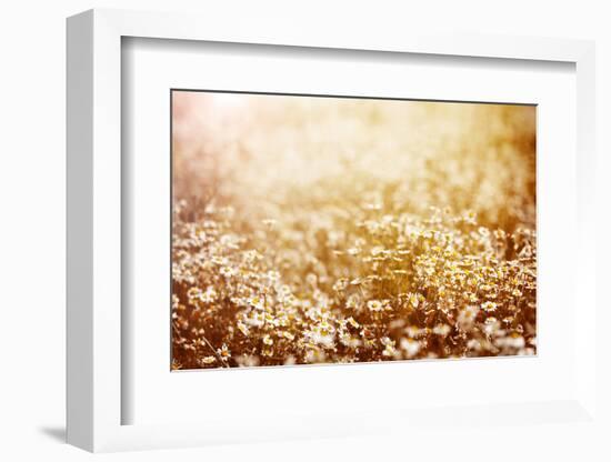 Beautiful Fresh Chamomile Meadow in Warm Sunset Light-Anna Omelchenko-Framed Photographic Print