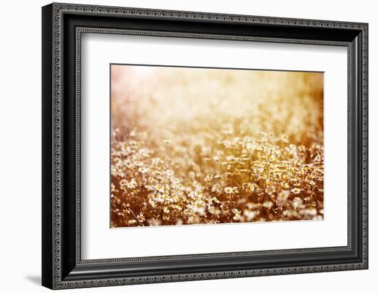 Beautiful Fresh Chamomile Meadow in Warm Sunset Light-Anna Omelchenko-Framed Photographic Print