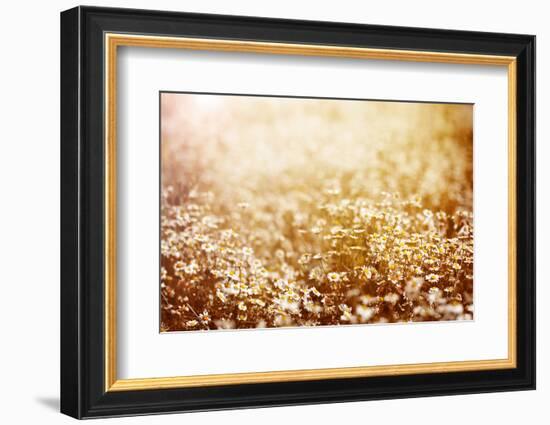 Beautiful Fresh Chamomile Meadow in Warm Sunset Light-Anna Omelchenko-Framed Photographic Print