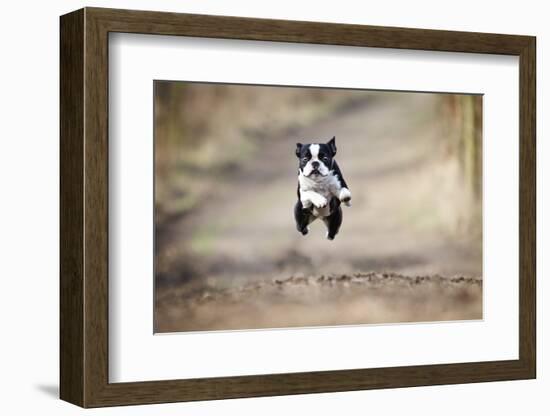 Beautiful Fun Young Boston Terrier Dog Trick Puppy Flying Jump and Running Crazy-Best dog photo-Framed Photographic Print