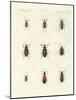 Beautiful German Beetles-null-Mounted Giclee Print