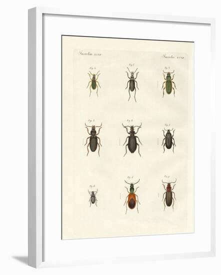 Beautiful German Beetles-null-Framed Giclee Print