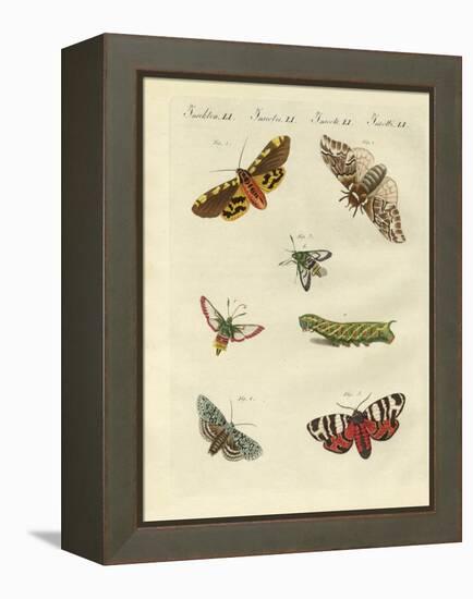 Beautiful German Night Butterflies-null-Framed Premier Image Canvas