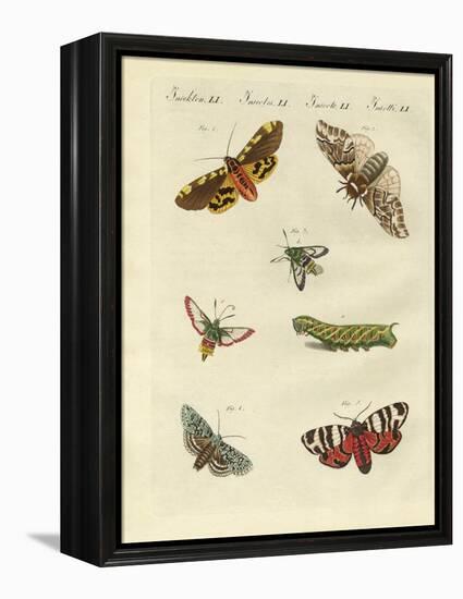 Beautiful German Night Butterflies-null-Framed Premier Image Canvas