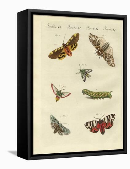 Beautiful German Night Butterflies-null-Framed Premier Image Canvas