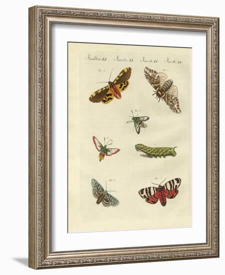 Beautiful German Night Butterflies-null-Framed Giclee Print