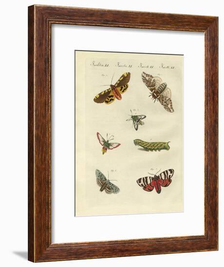 Beautiful German Night Butterflies-null-Framed Giclee Print