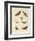 Beautiful German Night Butterflies-null-Framed Giclee Print