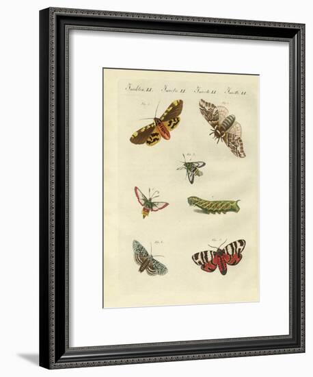 Beautiful German Night Butterflies-null-Framed Giclee Print