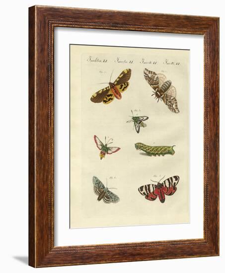 Beautiful German Night Butterflies-null-Framed Giclee Print