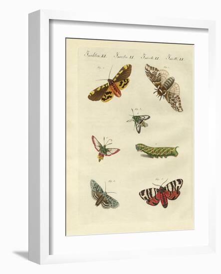 Beautiful German Night Butterflies-null-Framed Giclee Print