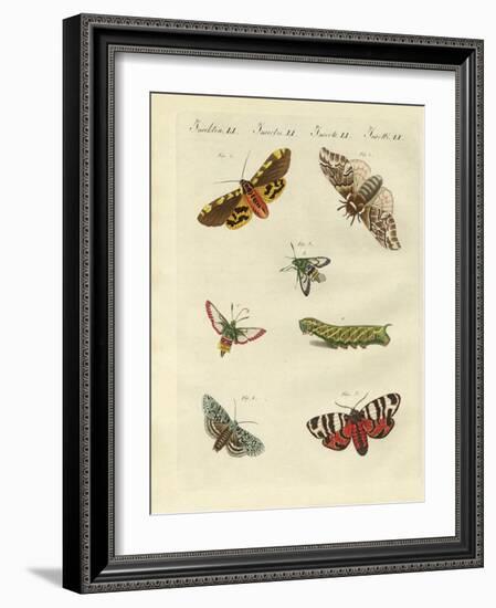 Beautiful German Night Butterflies-null-Framed Giclee Print