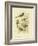 Beautiful Grass-Finch, 1891-Gracius Broinowski-Framed Premium Giclee Print