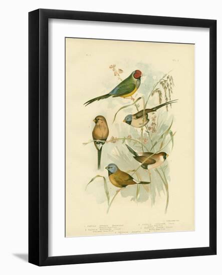 Beautiful Grass-Finch, 1891-Gracius Broinowski-Framed Premium Giclee Print