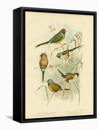 Beautiful Grass-Finch, 1891-Gracius Broinowski-Framed Premier Image Canvas