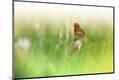 Premium Photographic Print