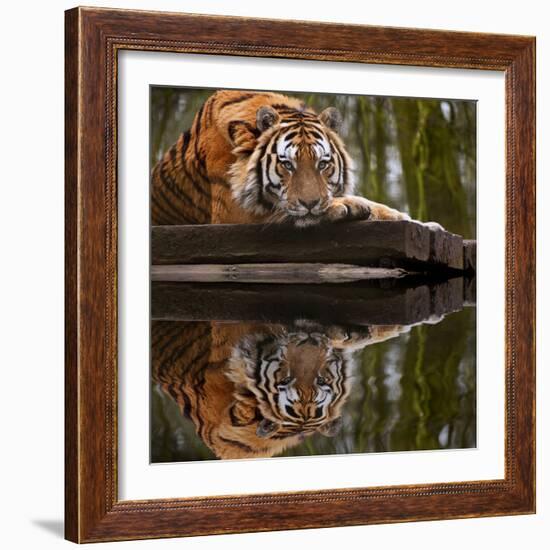 Beautiful Heartwarming Image of Tiger Laying with Head on Paws Reflection in Water-Veneratio-Framed Photographic Print