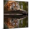 Beautiful Heartwarming Image of Tiger Laying with Head on Paws Reflection in Water-Veneratio-Mounted Photographic Print