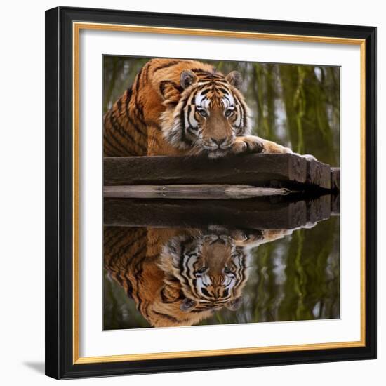 Beautiful Heartwarming Image of Tiger Laying with Head on Paws Reflection in Water-Veneratio-Framed Photographic Print