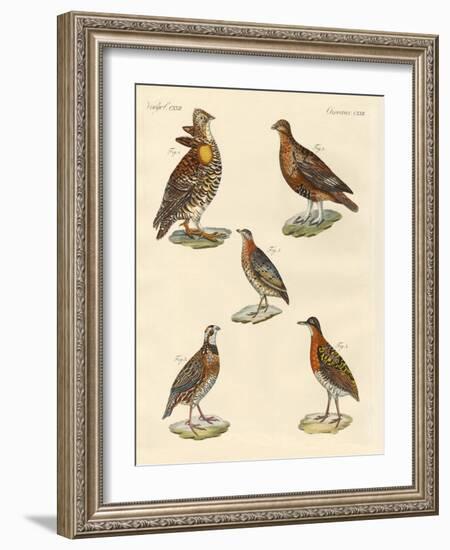 Beautiful Hen-Like Birds-null-Framed Giclee Print