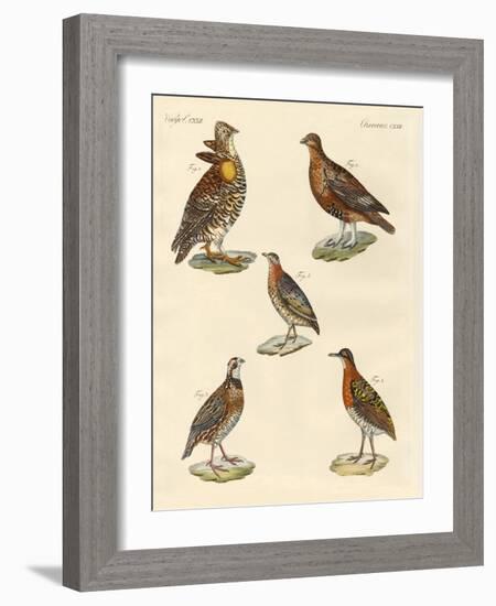 Beautiful Hen-Like Birds-null-Framed Giclee Print