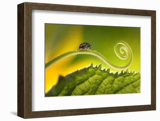 Beautiful Insects on a Leaf Close-Up, Beautiful Glowing Background, Beautiful Light, Spiral Plant,-Laura Pashkevich-Framed Photographic Print