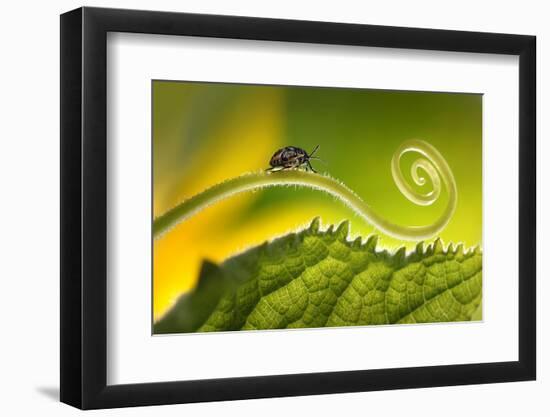 Beautiful Insects on a Leaf Close-Up, Beautiful Glowing Background, Beautiful Light, Spiral Plant,-Laura Pashkevich-Framed Photographic Print