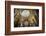 Beautiful Interior of the St. Stephen's Basilica, Budapest, Hungary, Europe-Michael Runkel-Framed Photographic Print