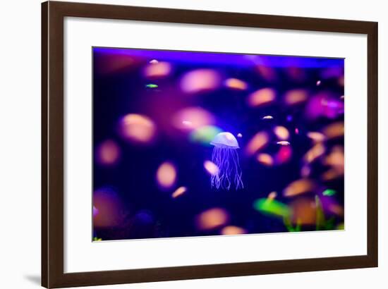 Beautiful Jellyfish, Medusa in the Neon Light with the Fishes. Aquarium with Blue Jellyfish and Lot-The Len-Framed Photographic Print