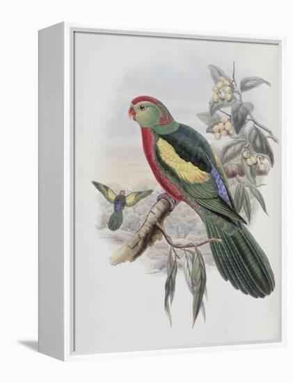 Beautiful King Parrot-John Gould-Framed Premier Image Canvas