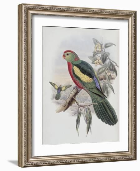 Beautiful King Parrot-John Gould-Framed Giclee Print