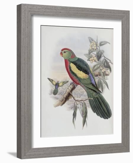 Beautiful King Parrot-John Gould-Framed Giclee Print