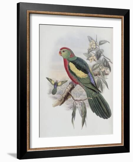 Beautiful King Parrot-John Gould-Framed Giclee Print