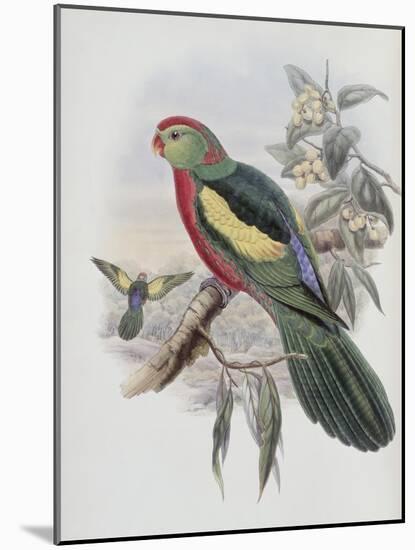 Beautiful King Parrot-John Gould-Mounted Giclee Print