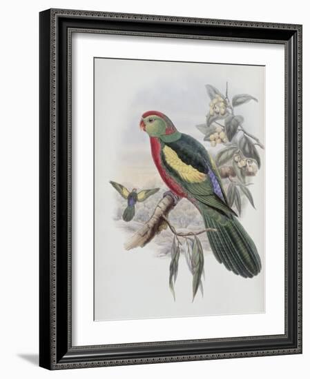 Beautiful King Parrot-John Gould-Framed Giclee Print