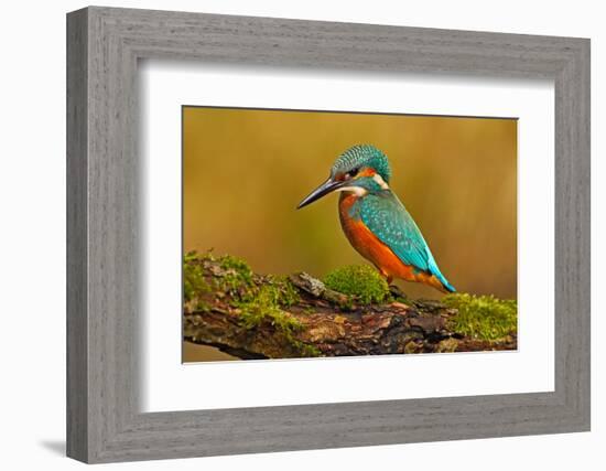 Beautiful Kingfisher with Clear Green Background. Kingfisher, Blue and Orange Bird Sitting on the B-Ondrej Prosicky-Framed Photographic Print