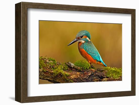 Beautiful Kingfisher with Clear Green Background. Kingfisher, Blue and Orange Bird Sitting on the B-Ondrej Prosicky-Framed Photographic Print