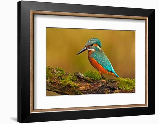 Beautiful Kingfisher with Clear Green Background. Kingfisher, Blue and Orange Bird Sitting on the B-Ondrej Prosicky-Framed Photographic Print