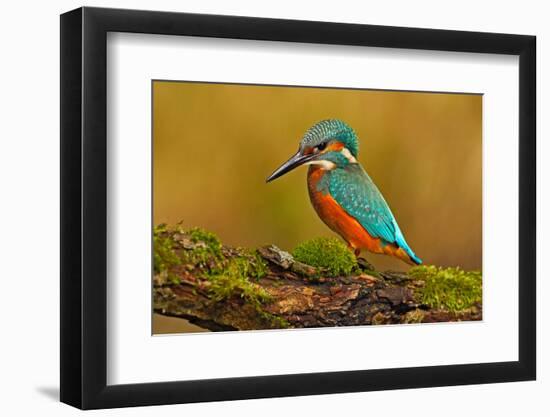 Beautiful Kingfisher with Clear Green Background. Kingfisher, Blue and Orange Bird Sitting on the B-Ondrej Prosicky-Framed Photographic Print