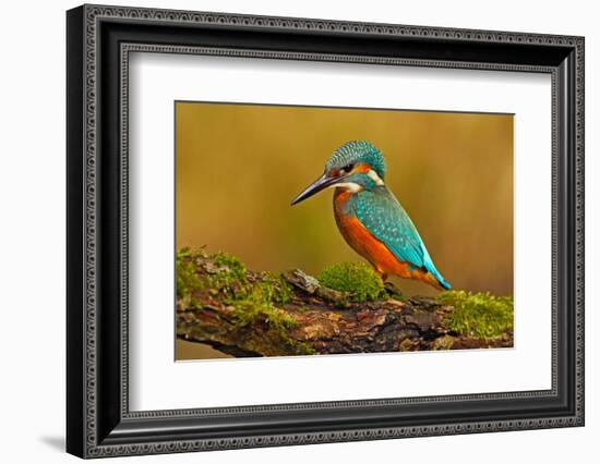 Beautiful Kingfisher with Clear Green Background. Kingfisher, Blue and Orange Bird Sitting on the B-Ondrej Prosicky-Framed Photographic Print